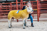 Longtown Ram Fair-36